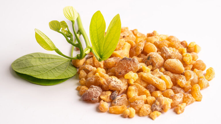 Ayu’in vous explique tout sur le boswellia : bienfaits, contre-indications, etc.