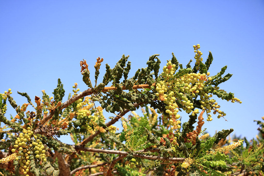 Le boswellia possède de nombreux bienfaits thérapeutiques