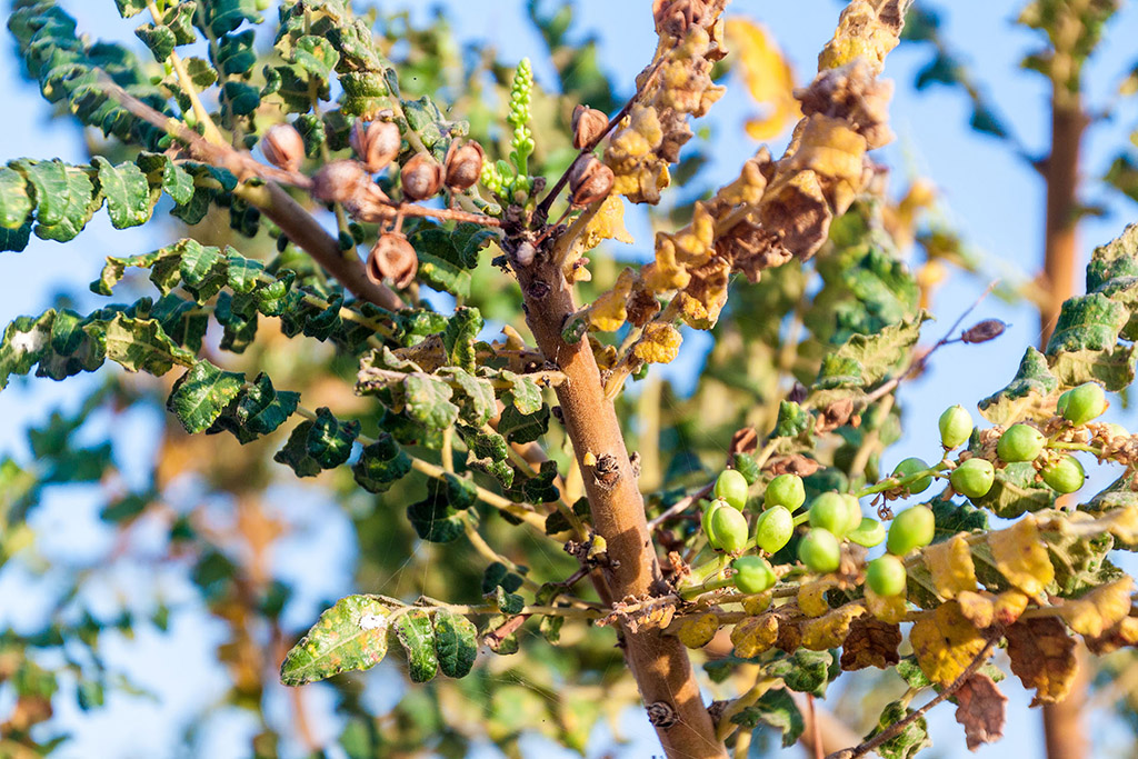 Le boswellia serrata est un arbre produisant une résine aux nombreux bienfaits ayurvédiques