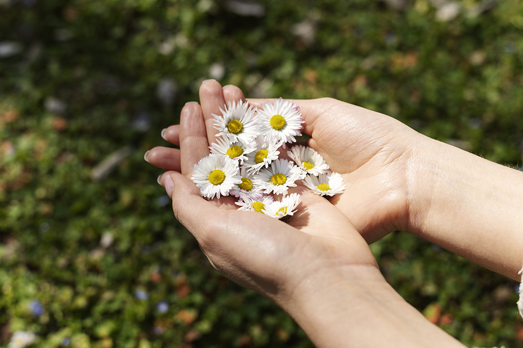 La camomille est idéale pour améliorer le sommeil par les plantes