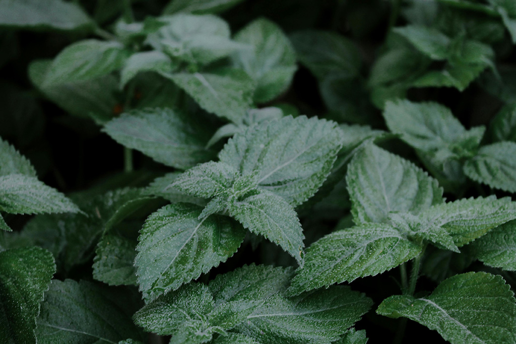 La mélisse est une plante idéale pour dormir, favorisant le sommeil continu